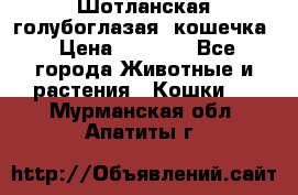 Шотланская голубоглазая  кошечка › Цена ­ 5 000 - Все города Животные и растения » Кошки   . Мурманская обл.,Апатиты г.